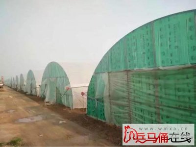 高陵西安首届农民节倒计时4天 根林大棚蔬菜专业合作社邀您共赴绿色盛宴