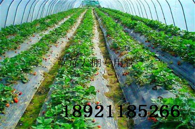 四川南充草莓大棚搭建指南 棚宽选择与大棚管要点解析